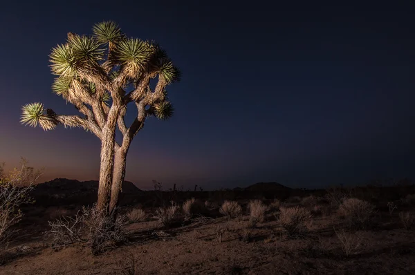 Árvore de Joshua durante o por do sol no parque nacional — Fotografia de Stock