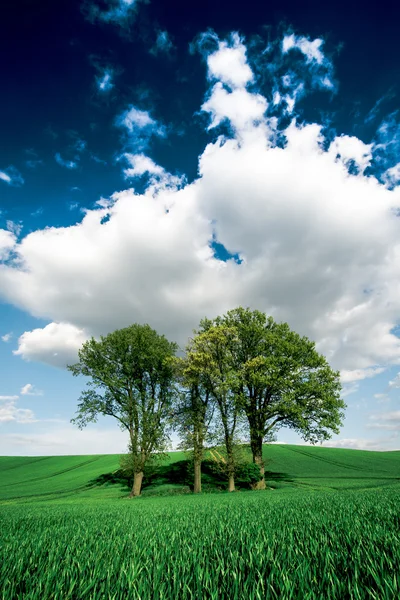 Alberi sul campo di grano — Foto Stock