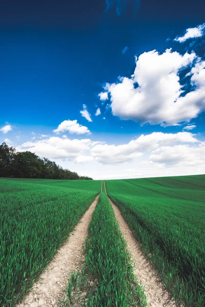 Camino de tierra sobre el campo verde — Foto de Stock