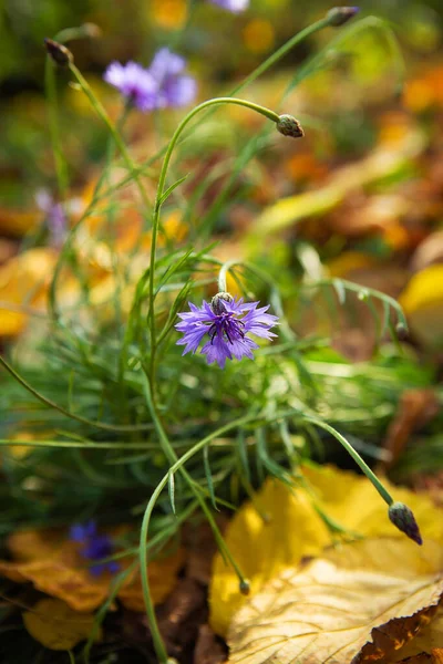 Bukiet Niebieskich Kwiatów Kukurydzy Świeżym Powietrzu Piękna Jasna Jesień Zbliżenie — Zdjęcie stockowe