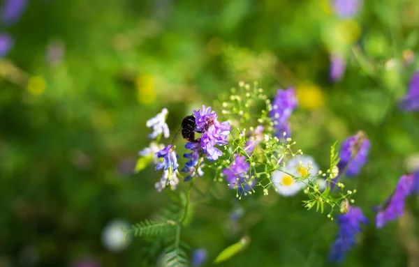 美しい多色の野花 バンブルビーの花に座って 花の受粉 屋外で過ごす時間 — ストック写真