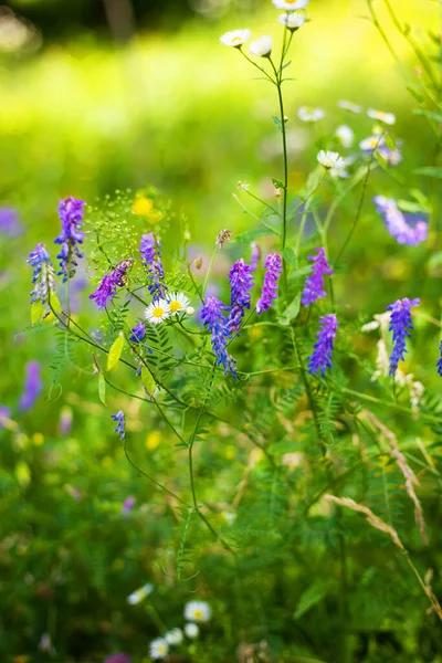 美しい多色の野花 クローズアップ 屋外で過ごす時間 — ストック写真