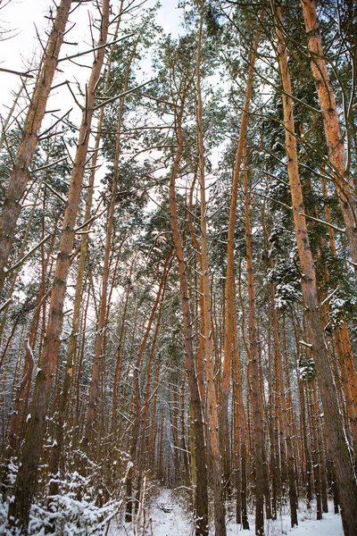 Beautiful Pine Forest Frosty Day Sun Rays Pass Trees Winter — Stock Photo, Image