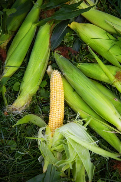 Young Corn Cleaning Process Summer Harvesting Close — Stock Photo, Image