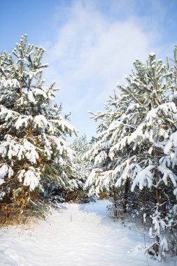 Bir kar fırtınası sırasında doğada karla kaplı çam ormanı. Güzel güneşli bir gün