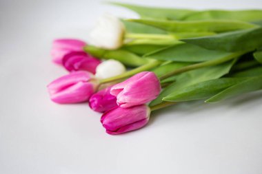 Beyaz arka planda pembe ve beyaz laleleri olan güzel bir bahar çiçeği. Tatiller için kartpostal