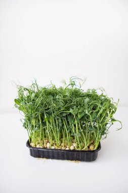 Bezelye mikroyeşil filizleri. Çiğ lahanalar, mikro yeşiller, sağlıklı gıda konsepti. Vücudu yılın herhangi bir zamanında vitaminle destekliyor