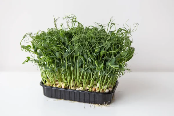 Erwtenmicrogroene Spruiten Rauwe Kiemen Microgreens Gezond Voedsel Concept — Stockfoto