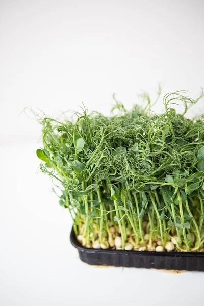 Pea Microgreen Sprouts Raw Sprouts Microgreens Healthy Food Concept Supports — Stock Photo, Image