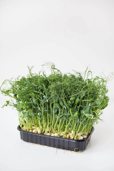 Pea Microgreen Sprouts Raw Sprouts Microgreens Healthy Food Concept Vitamins — Stock Photo, Image