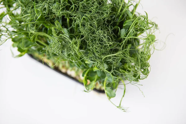 Pea Microgreen Sprouts Raw Sprouts Microgreens Healthy Food Concept Supports — Stock Photo, Image