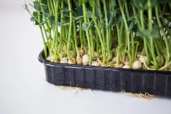 Pea Microgreen Sprouts Raw Sprouts Microgreens Healthy Food Concept Supports — Stock Photo, Image