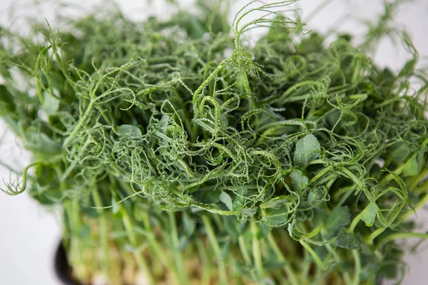 Pea Microgreen Sprouts Raw Sprouts Microgreens Healthy Food Concept Supports — Stock Photo, Image