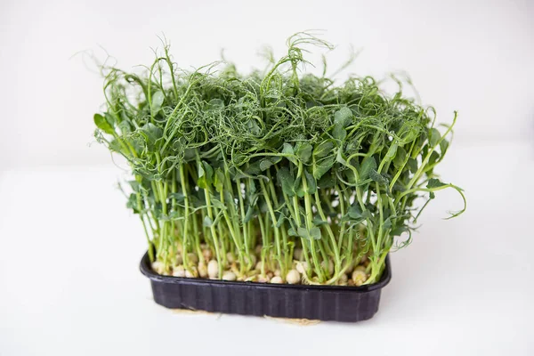 Erwtenmicrogroene Spruiten Rauwe Spruiten Microgreens Gezond Voedsel Concept Ondersteunt Het — Stockfoto