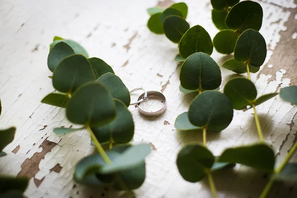 Alliances Sur Une Table Blanche Avec Une Vieille Brindille Eucalyptus — Photo