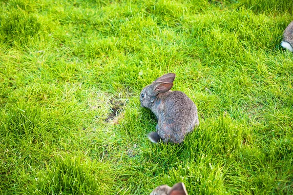 庭で一匹のウサギが草を食べる — ストック写真