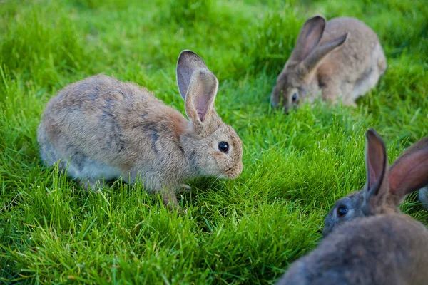 토끼들은 정원의 먹는다 — 스톡 사진