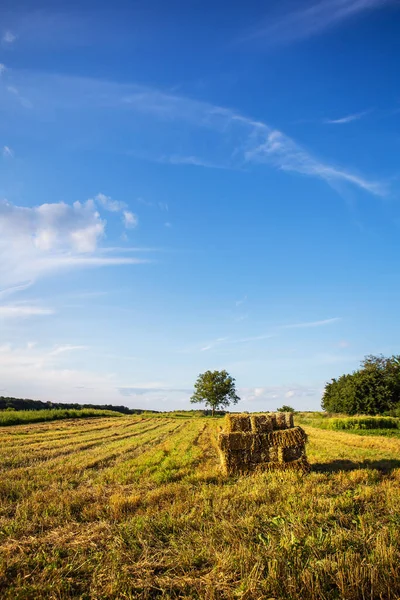 Ett Fält Med Halmbalar Trädgården Jordbruk Sommar Vackra Moln — Stockfoto