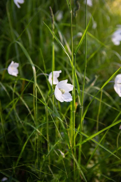 Egy Közeli Kép Egy Gyönyörű Fehér Anemone Virágról Magas Zöld — Stock Fotó