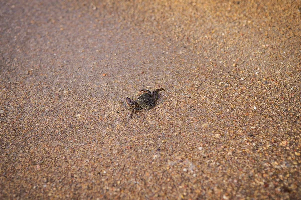 Pequeno Caranguejo Marinho Corre Longo Areia Fina Para Mar Maré — Fotografia de Stock