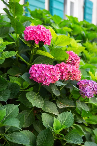 Very Beautiful Pink Hydrangea Bush Background Beautiful House Green Shutters — Stock Photo, Image