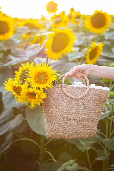 Eine Weibliche Hand Einem Großen Feld Von Sonnenblumen Hält Einen — Stockfoto