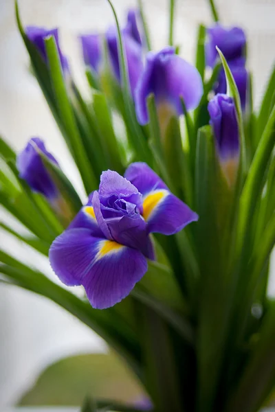 Mor Iris çiçeği açık yakın çekim. — Stok fotoğraf