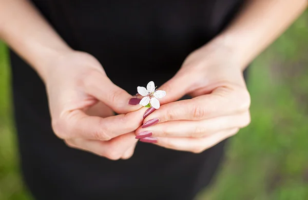 Woman hand with a spring blossom. Sakura flower — Stock Photo, Image