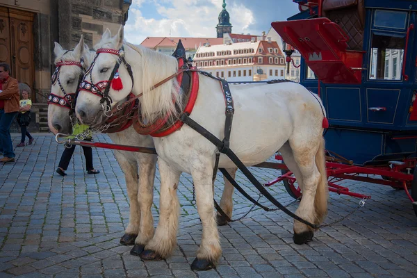 ドレスデン、ドイツの馬車 — ストック写真
