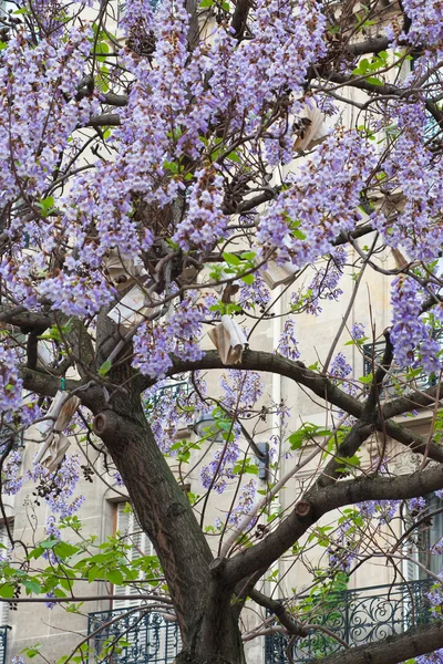 Книга висит на дереве с голубыми цветами Франция, Париж — стоковое фото