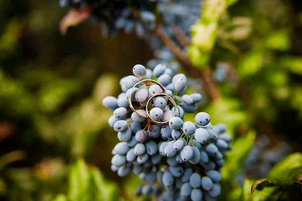 Kék csomó szőlő és jegygyűrű — Stock Fotó