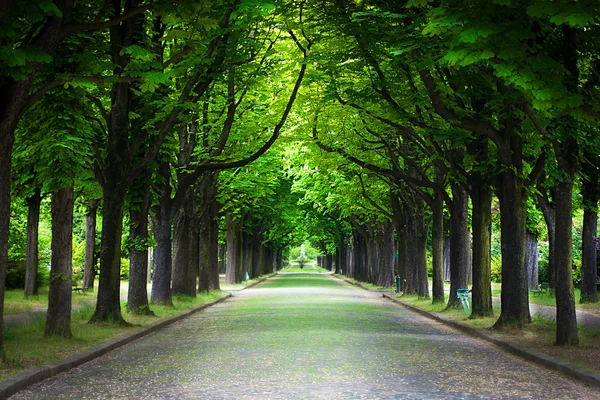 Ağaçların arasından geçen köy yolu.