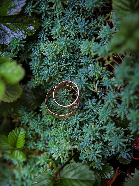 녹색 식물 및 결혼 반지 — 스톡 사진