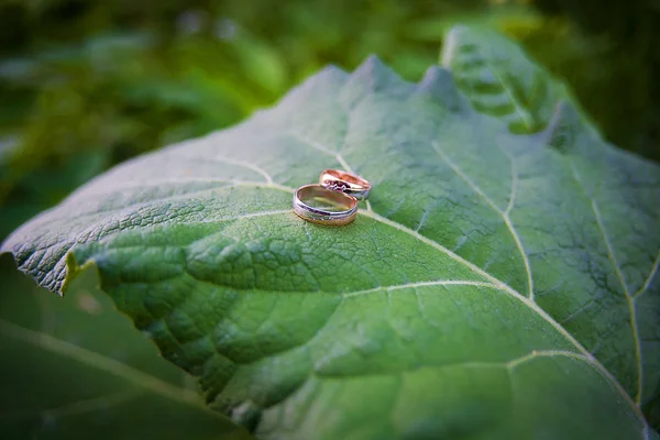 Two Golden wedding rings lie on leaves plant. — Stock Photo, Image