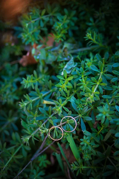 Groene plant en trouwringen — Stockfoto