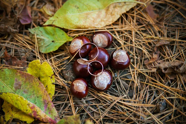 Tema de noivado - Anel de ouro em castanhas — Fotografia de Stock