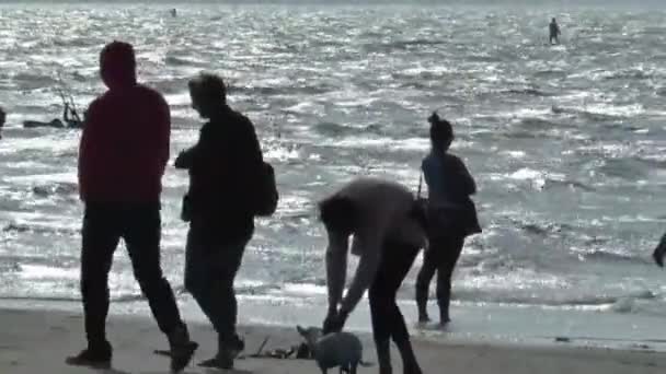 Diversión en la playa en Brouwersdam — Vídeo de stock