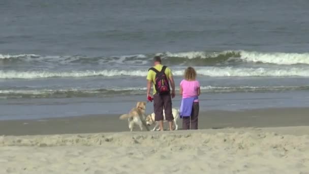 Ludzie chodzą z psami na plaży — Wideo stockowe