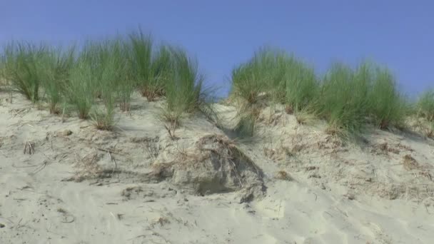 Tráva na pláži Brouwersdam — Stock video