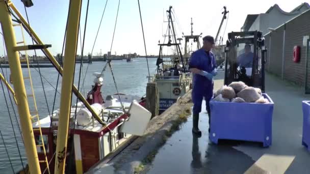 Déchargement du rendement des captures de crevettes — Video