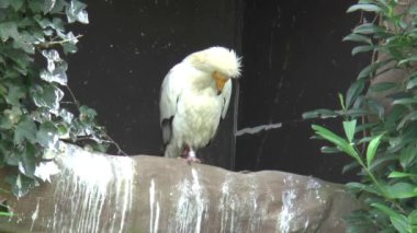 Mısır akbabası Köln Hayvanat Bahçesi