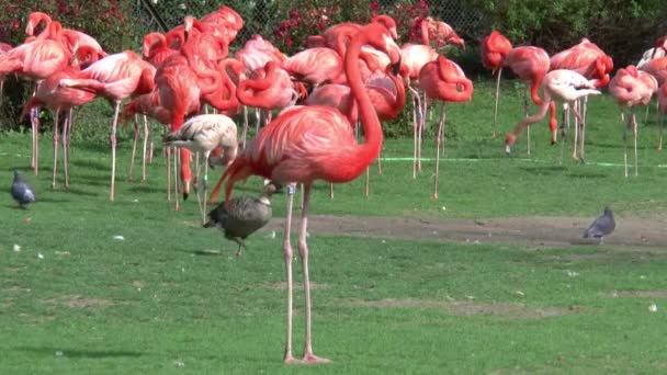 Flamingók az állatkertben, Köln — Stock videók