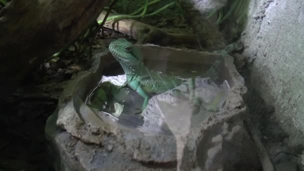 Ящерица в зоопарке Кёльна — стоковое видео