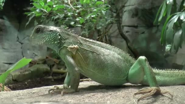 Ödla i Köln zoo — Stockvideo