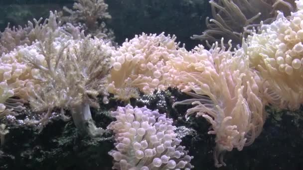 Invertebrados marinhos no Zoológico de Colónia — Vídeo de Stock