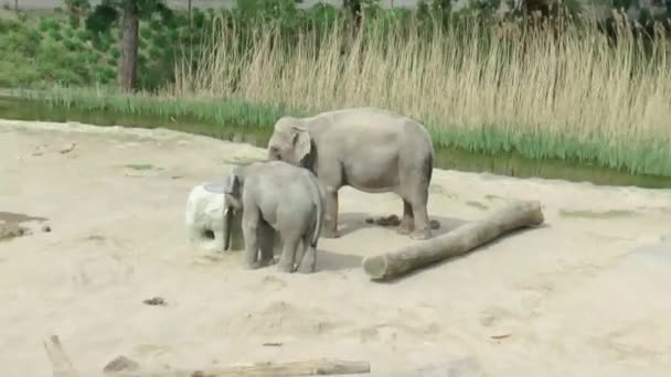 Elefantes en el zoológico de Colonia — Vídeo de stock