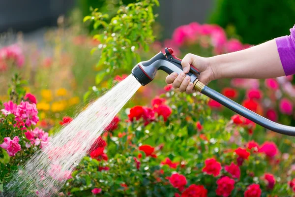 Jardim de rega com flores — Fotografia de Stock