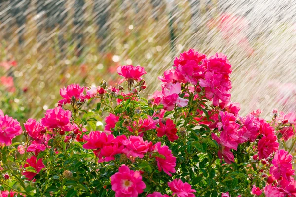 Watering garden flowers — Stock Photo, Image