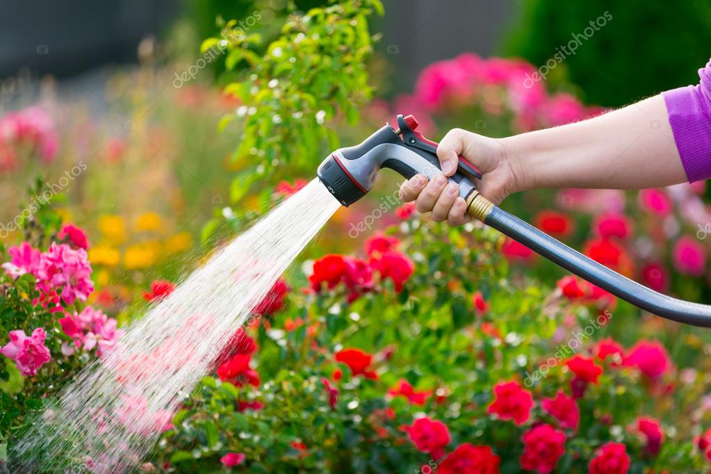 Watering garden with flowers Stock Photo by ©mblach 101197626