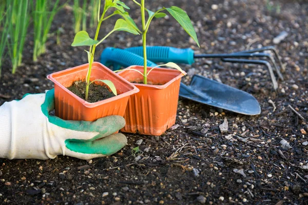 Groenten te planten in de tuin — Stockfoto